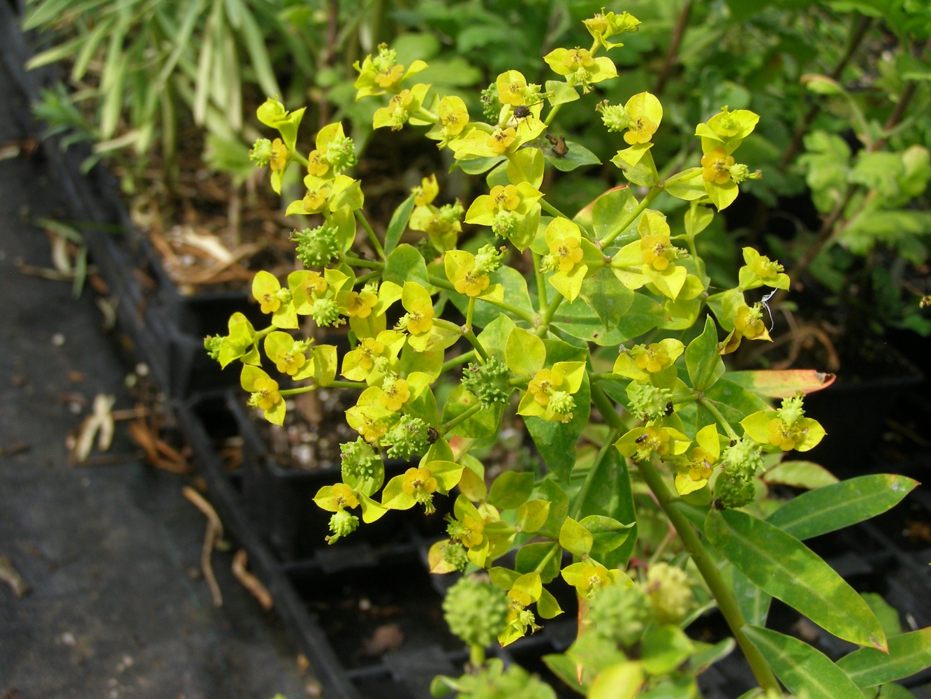 Euphorbia 'Sharmanii'